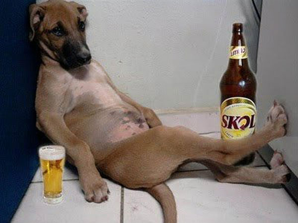 funny-picture-drinking-dog