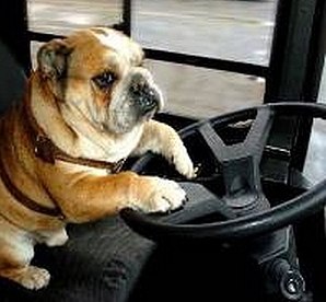 dogdrivingbus