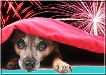 Honden-bang-voor-vuurwerk
