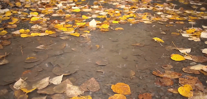 wet-fall-leaves