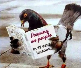Funny-dove-learning+funny-birds-pics+humor-pics