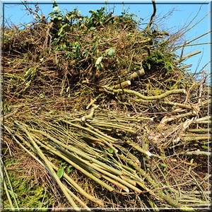 groenafval-tuinafval