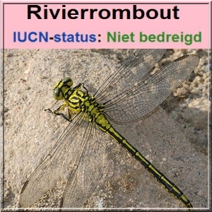 rivierrombout