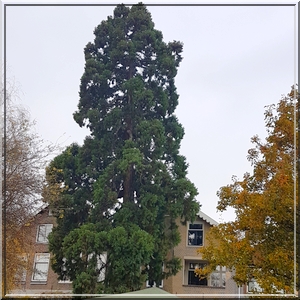 sequoia_dordrecht-1846x1920